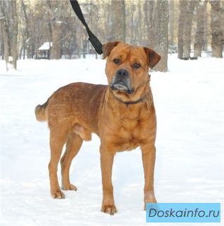 Близкий метис Ка-де-бо в дар!