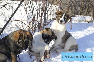 Щенки в добрые руки