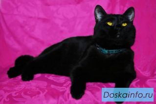Потрясающие черные коты в дар!