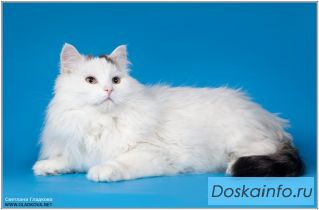 Целое облако счастья и уюта в добрые руки