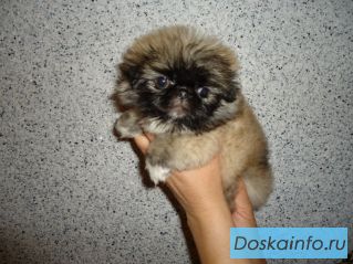 Щенки пекинеса