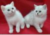 Британские шиншилловые котята