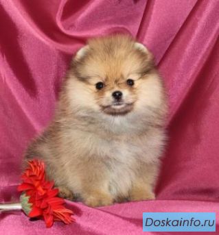 Немецкий миниатюрный шпищ щенки