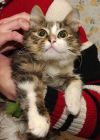 Лучший в мире котенок – метис сибиряка Пушиш ищет дом