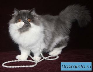 Персидские котята