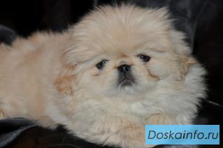 Пекинесики щенки мальчики