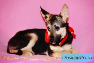 Симпатичные щеночки - разные, но одинаково прекрасные! В дар!