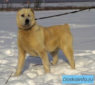 Алабай Граф ищет хозев!