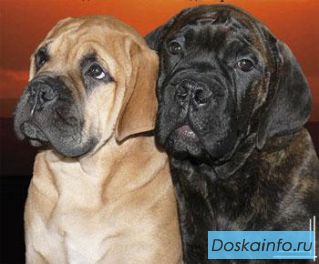 Срочно продам щенков Бульмастифа