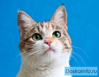 Сесиль Жоли Флёр - кошечка с французским шармом в дар!