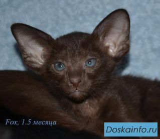 Ориентальные котята в Брянске