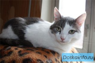 Симпатичная кошечка Шерри! 