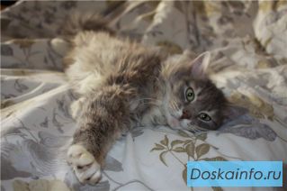 Сёма, очаровательный Сибиряк в дар!