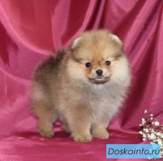 Немецкий миниатюрный шпиц щенки