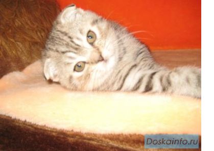 Вислоухий котик 2 месяца