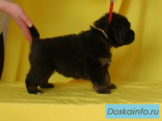 Щенки Тибетского Мастифа от Интерчемпиона.