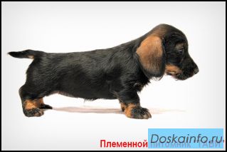 Щенки жесткошерстной миниатюрной таксы