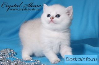 Британские котята Серебристые шиншиллы