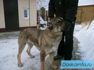 Отдается алабай, 1,5г