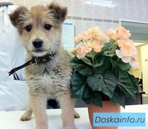 Очаровательная Гаечка ищет своих хозяев