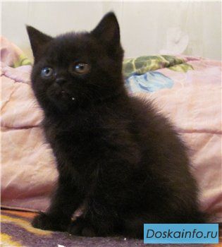 Экзотический  котик