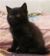 Экзотический  котик