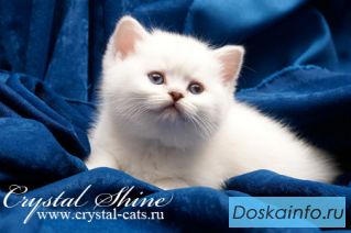 Голубоглазые британские шиншиллы