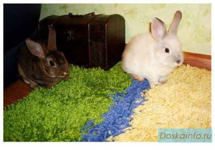 Карликовые кролики + клетка