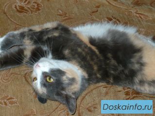 От жажды ласки готова выпрыгнуть из шкурки