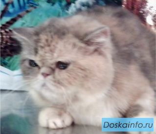Экзотическая короткошерстная кошечка