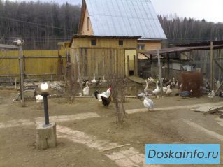    Куры молодки Русская белая. 