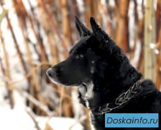 Очень добродушный пес