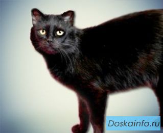 Грациозная Бекки в дар!