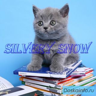 Голубые британские котята на продажу.