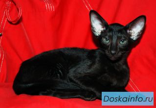 Ориентальные высокопородные котята