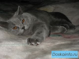 Вязка британского кота.