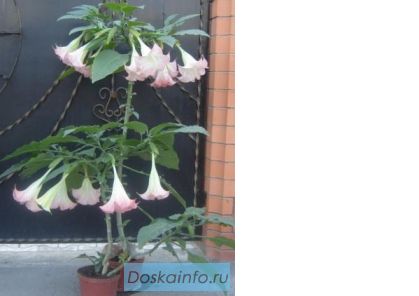 Продаю саженцы Бругмансии