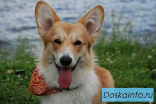 Щенки вельш корги пемброк