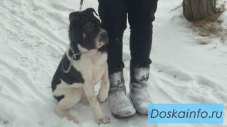 Украдена собака!