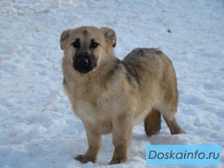 Компактные городские собачки в дар!
