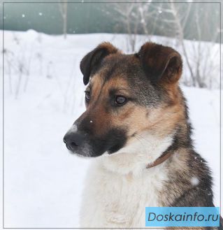 Изящная,Ласковая собачка Зайка-в добрые руки!
