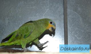 Венесуэльский амазон