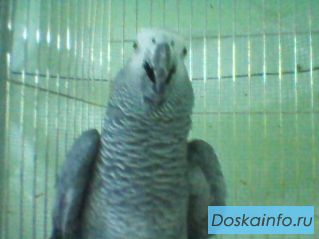 Продается жако