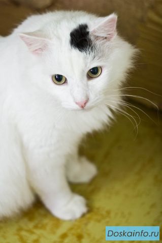 В дар мудрый спокойный котик Василёк.