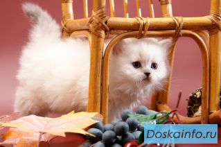 Британский голубоглазый длинношерстный котик.