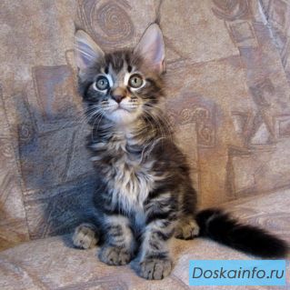 Очаровательные котята породы Мейн кун