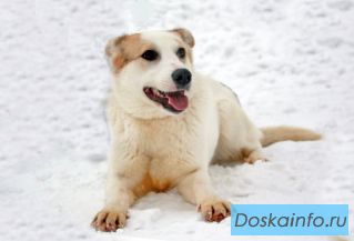 Умница и очаровашка-собачка Пятнашка ищет любящего хозяина.
