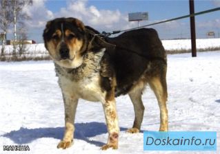 Алабай Маняша в дар!  