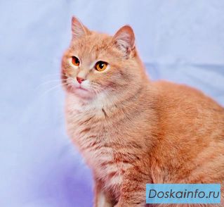 Я кошка. Гуляю сама по-себе