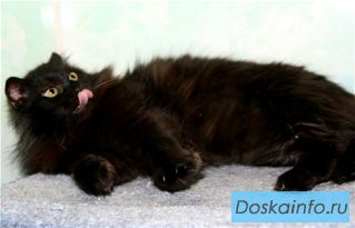 У кошки Томы нету дома...